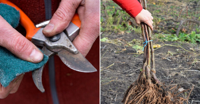 winter garden chores
