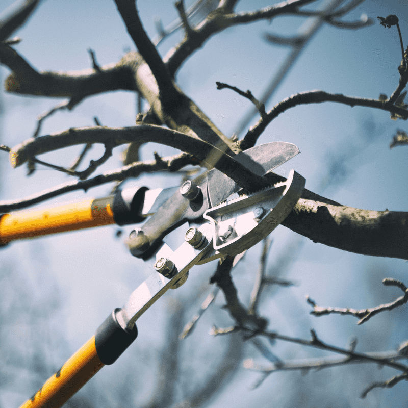 Prune Fruit Trees And Berry Bushes