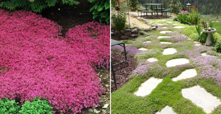 red creeping thyme