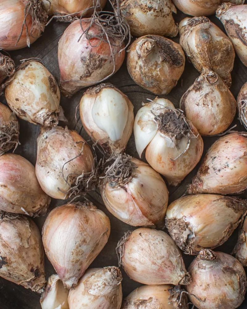 Choosing High-Quality Bulbs From The Start