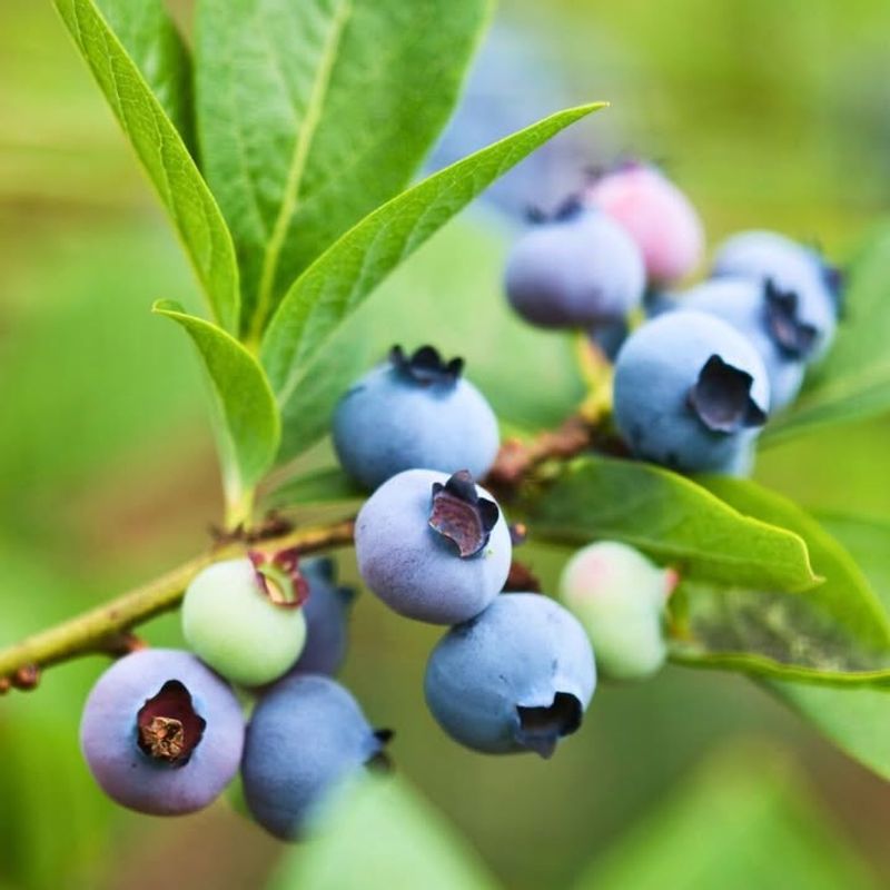 Choosing Blueberry Varieties That Love Oregon's Climate