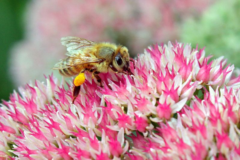 Sedum (Sedum spectabile)