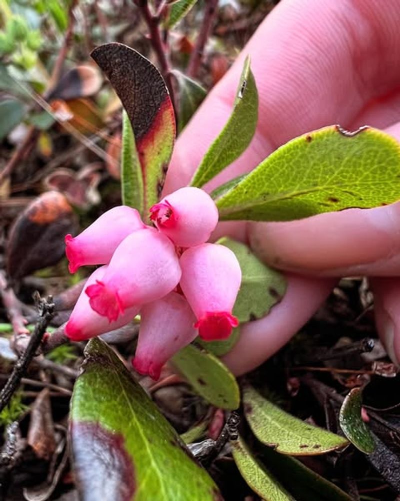 Kinnikinnick (Arctostaphylos uva-ursi)