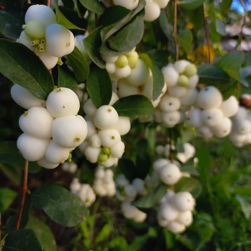 Snowberry (Symphoricarpos albus)