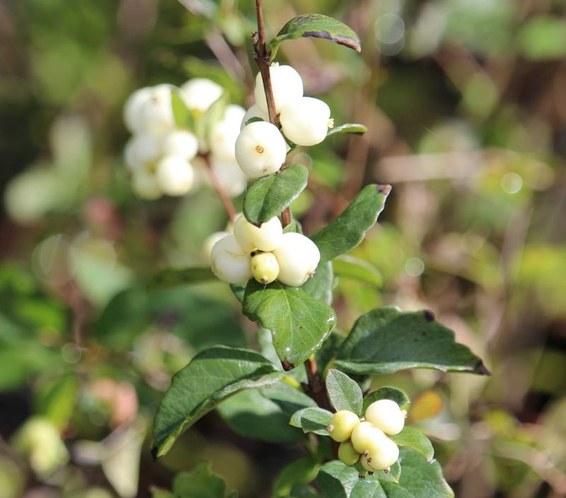 Snowberry (Symphoricarpos albus)