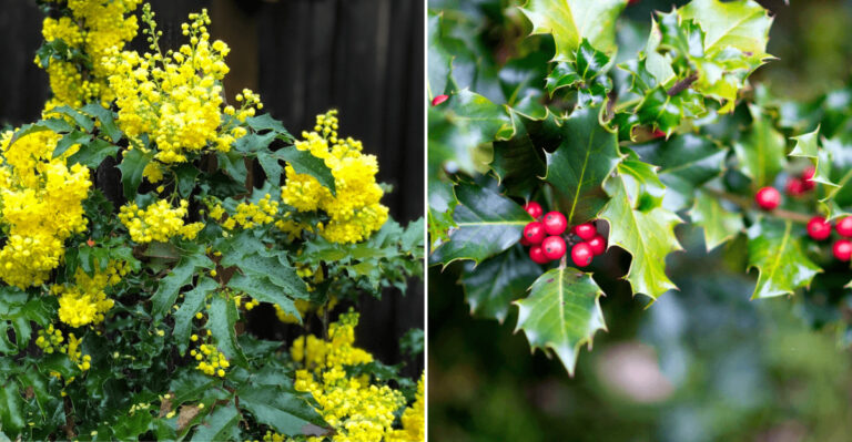 Oregon Grape vs. Holly: Which One Thrives Better In Oregon Yards?