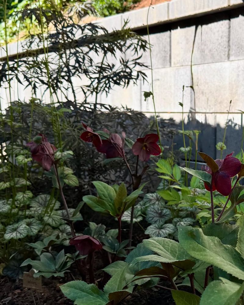 Red-flowering Currant