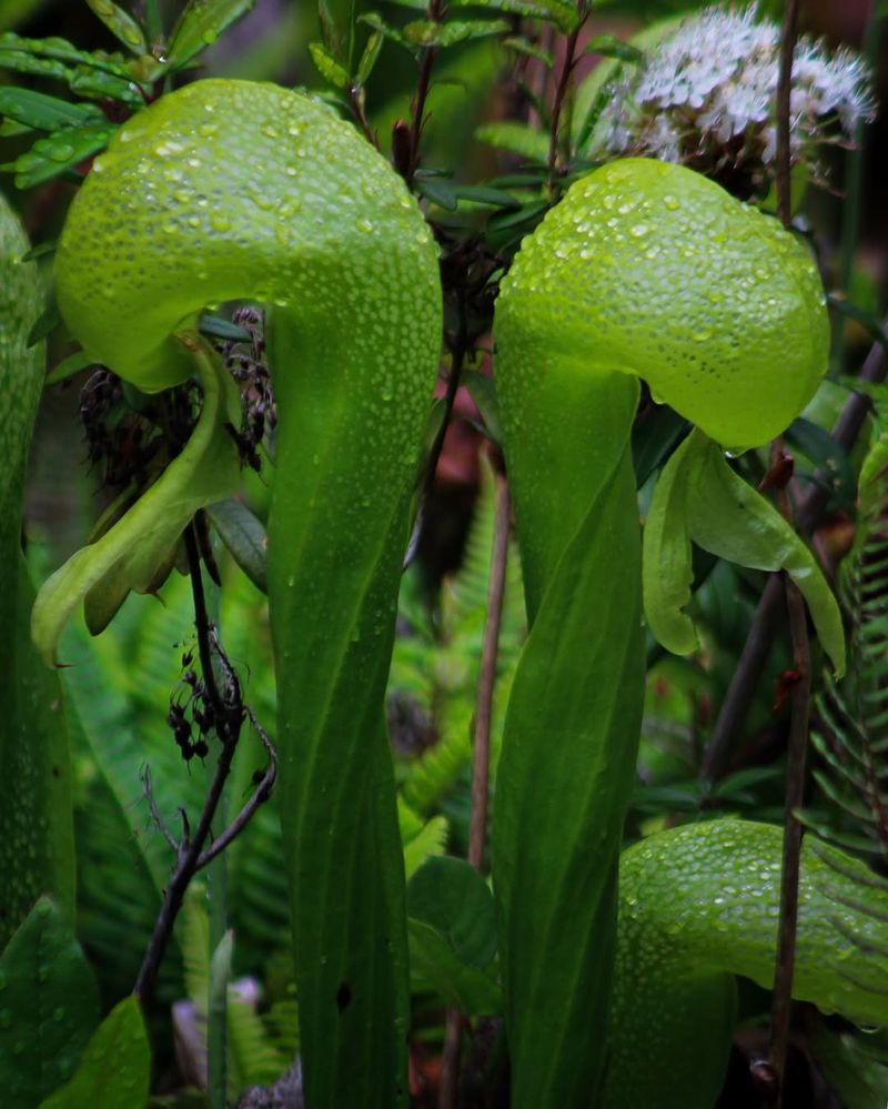 Seasonal Growth And Flowering