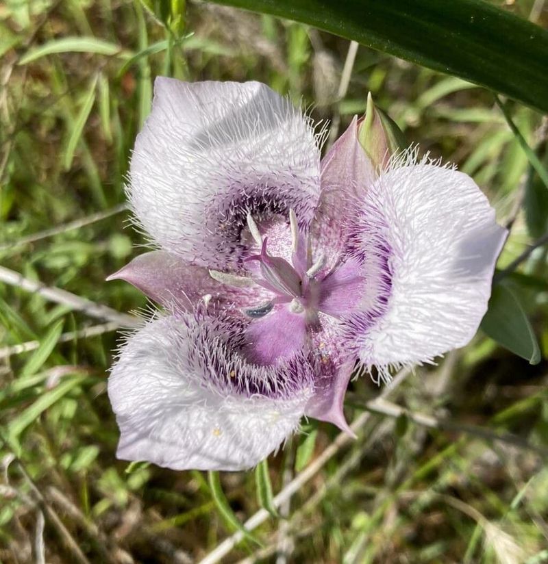 Elegant Mariposa (Calochortus elegans)