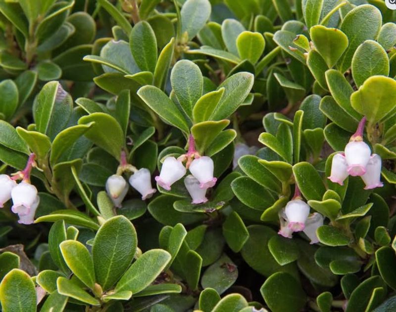 Kinnikinnick (Arctostaphylos uva-ursi)