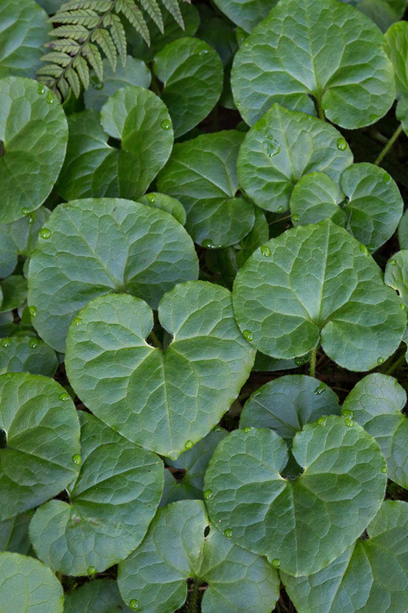 Wild Ginger (Asarum caudatum)