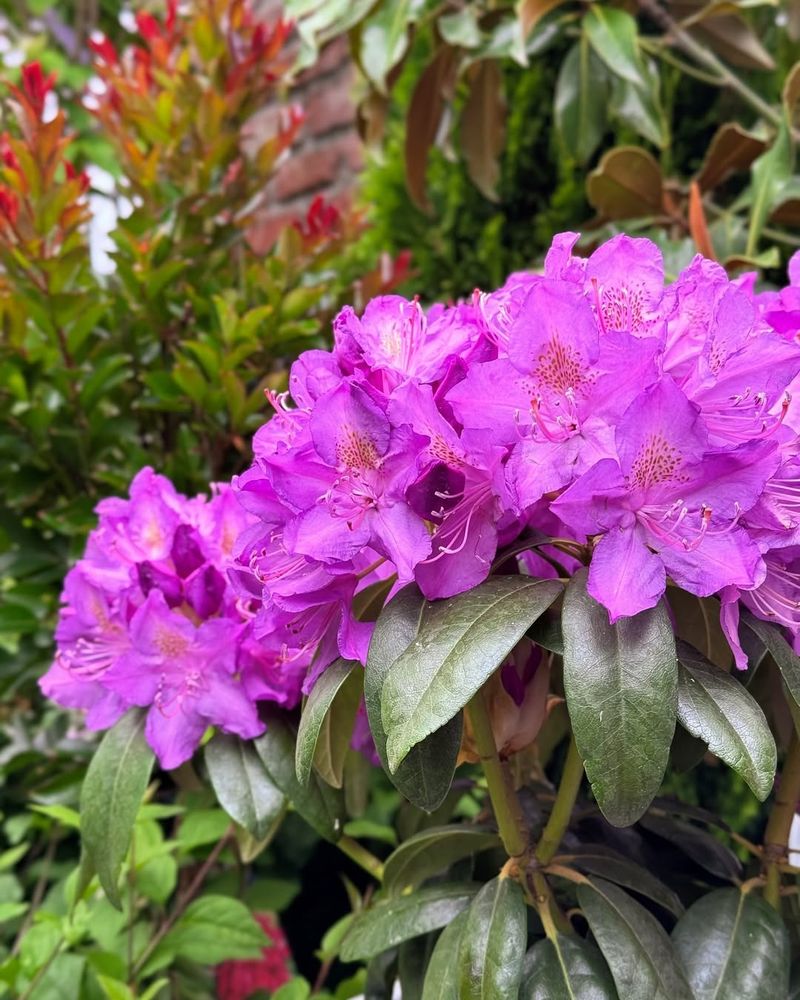 Oregon Cranesbill (Geranium oreganum)