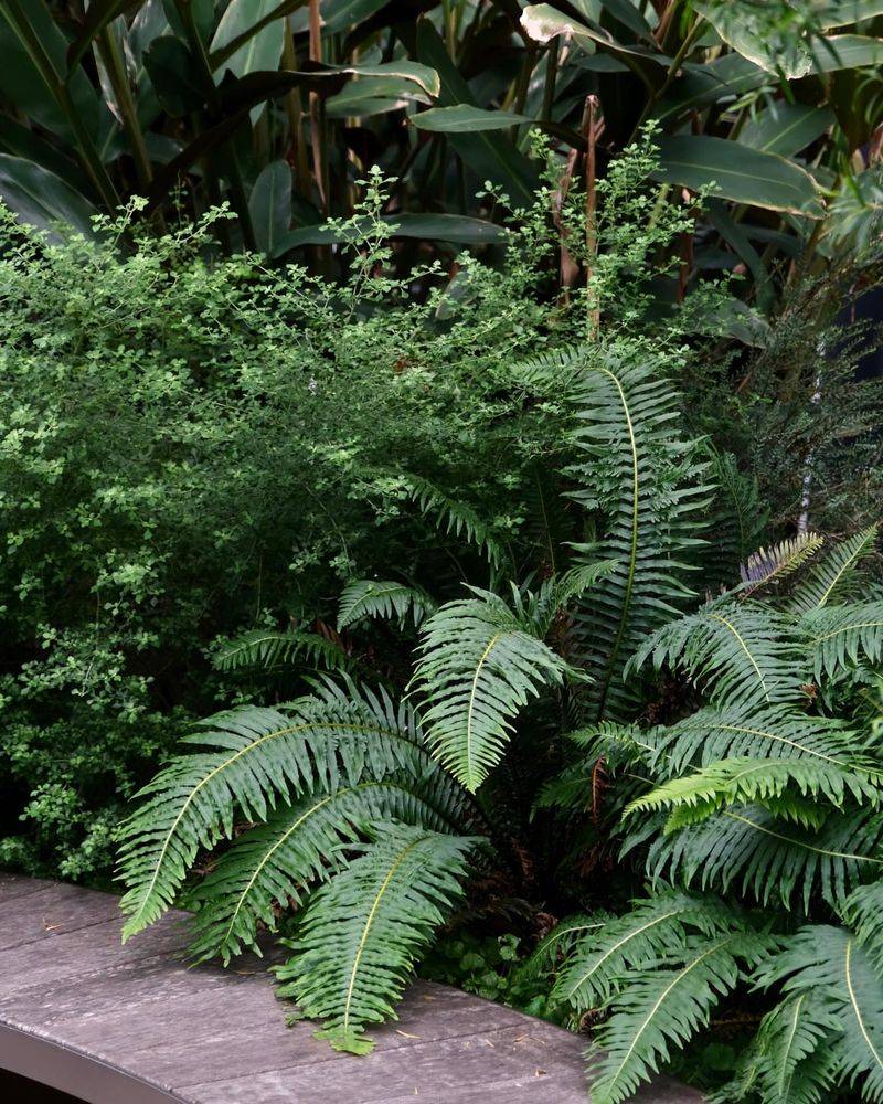 Western sword fern (Polystichum munitum)