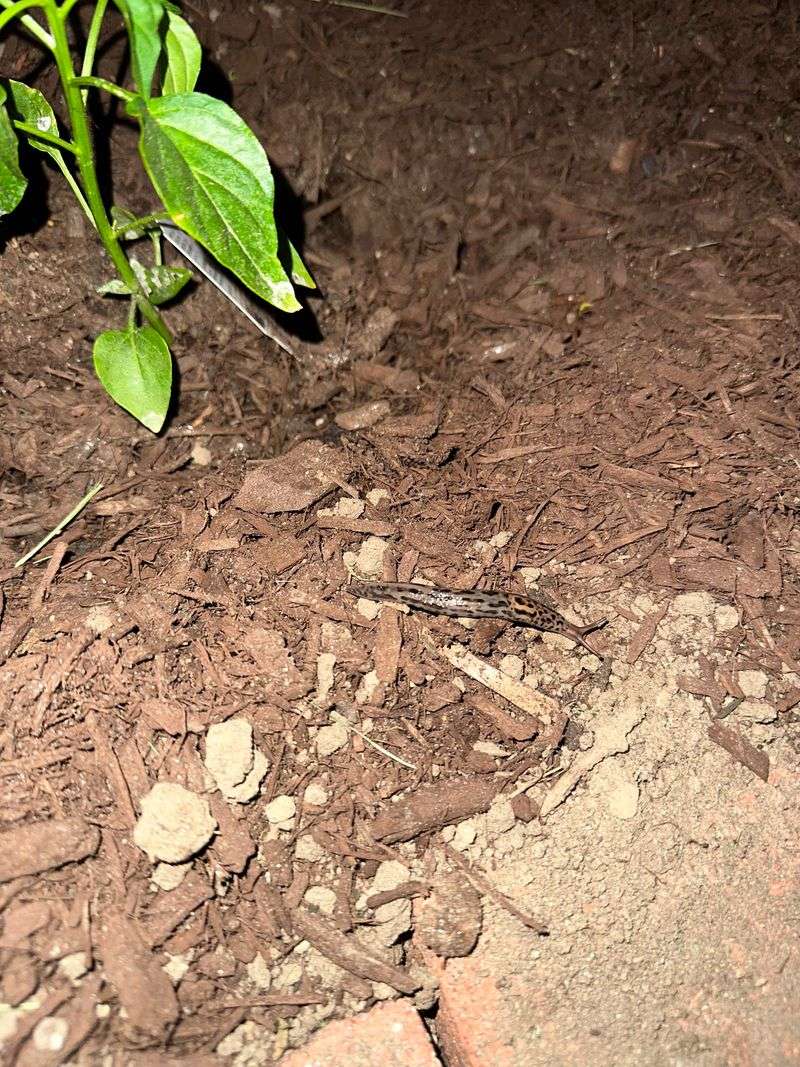 Thick Mulch Layers Create Slug Hotels