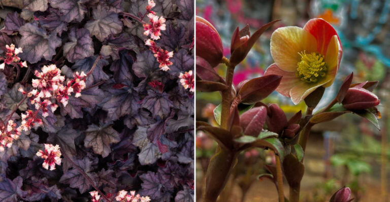 shade loving flowers