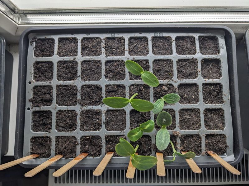 Seed Starting Trays and Labels