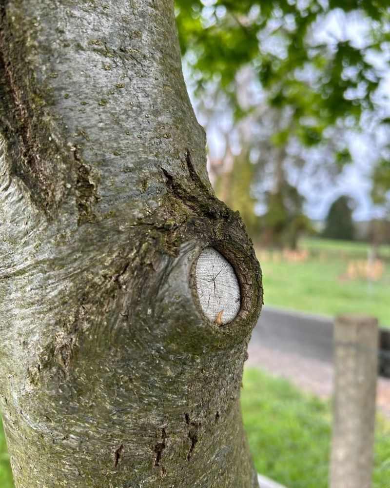 Pruning Paint Protects Tree Wounds From Disease