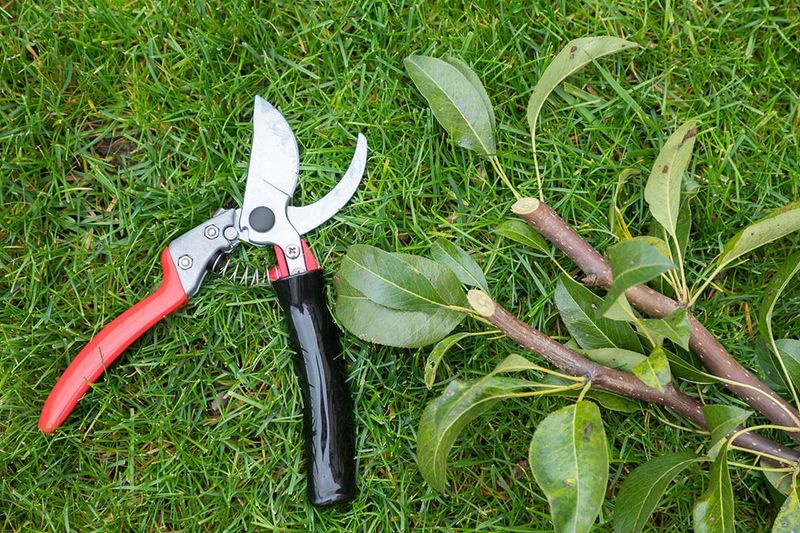 Pruning Paint Prevents Tree Disease