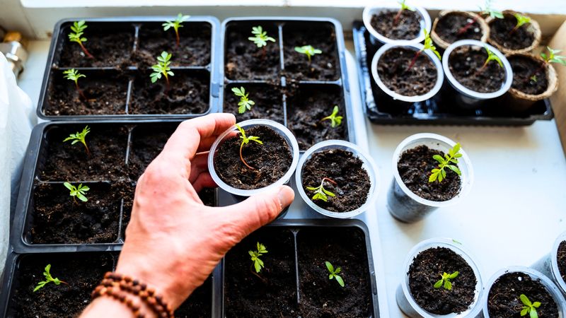 Start Seeds For Cool-Season Vegetables