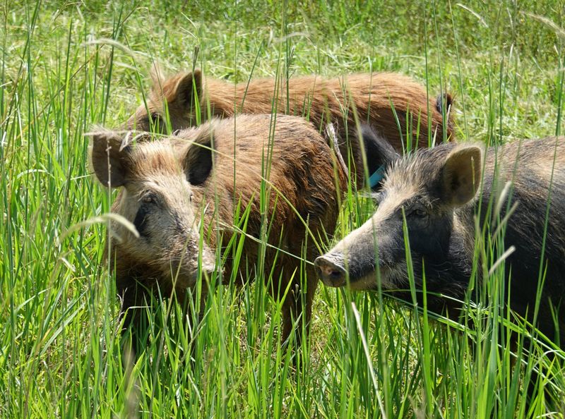 Implement Habitat Modification to Discourage Hogs