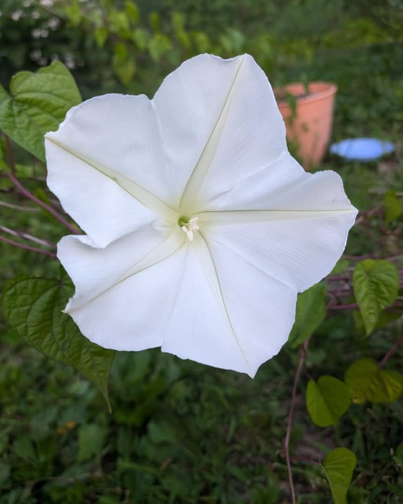Moonflowers For Oversized Night-Blooming Drama