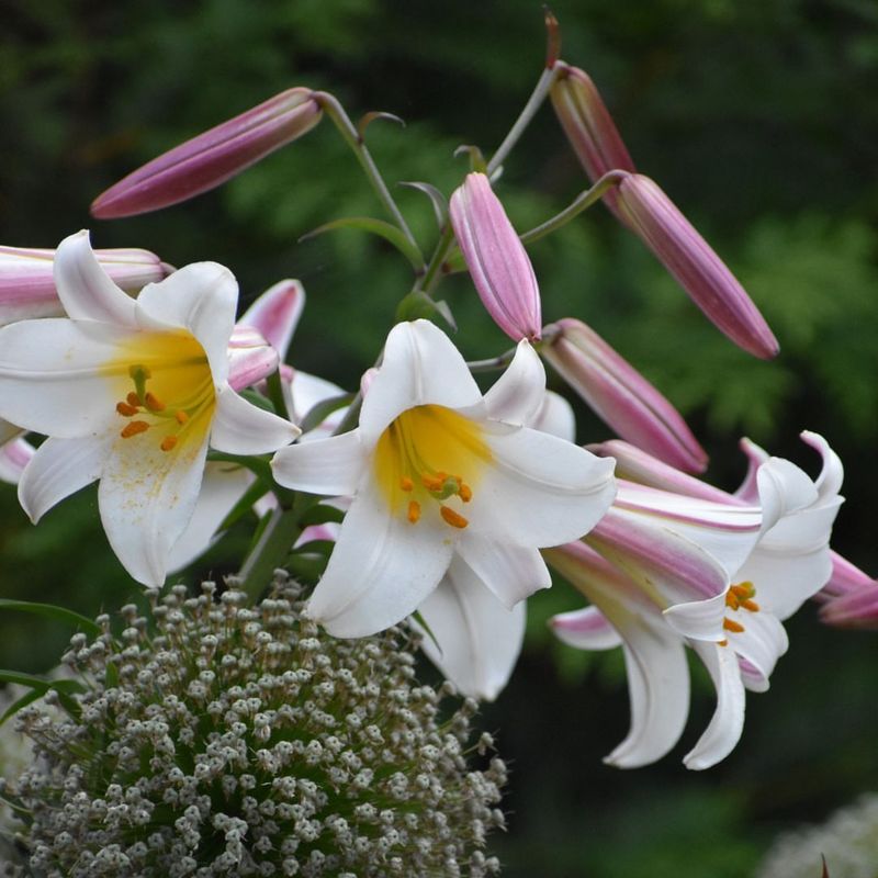 Trumpet Lilies (Lilium Longiflorum And Trumpet Hybrids)