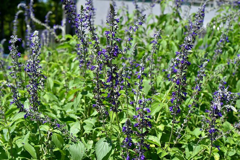 Salvia