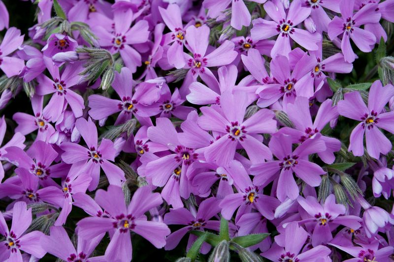 Creeping Phlox