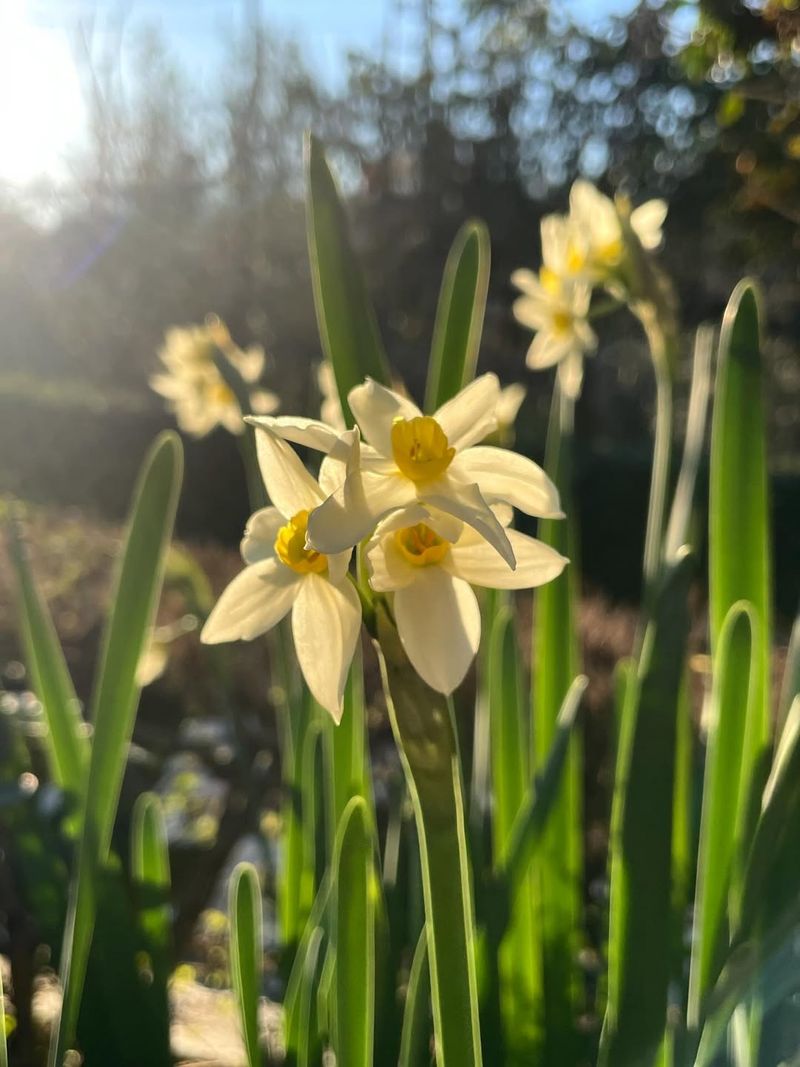 Daffodils