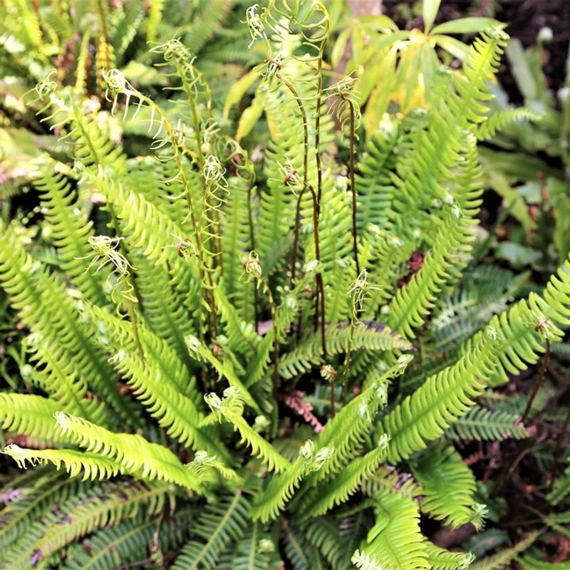 Ferns
