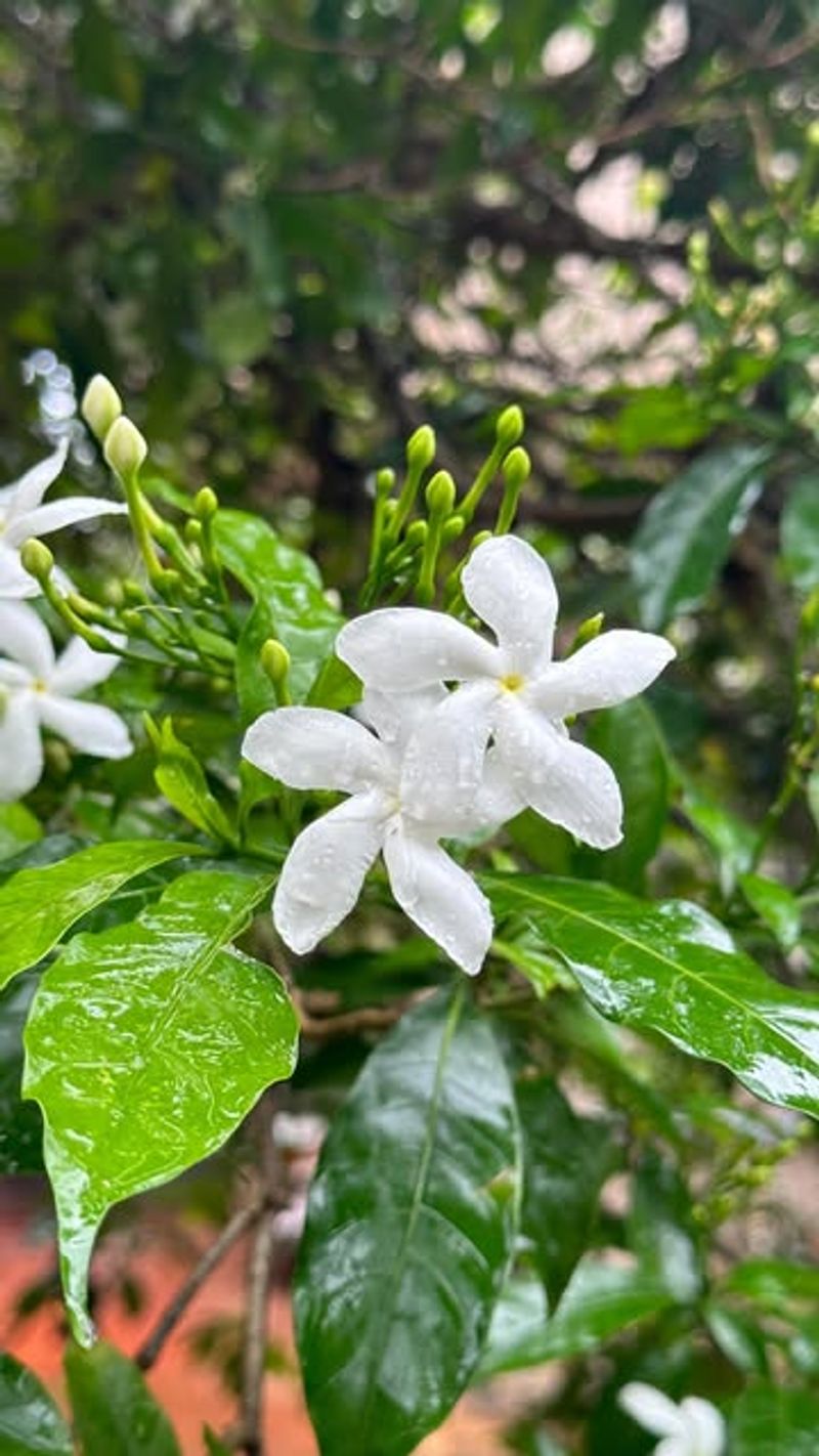 Crepe Jasmine And Summer-Blooming Shrubs