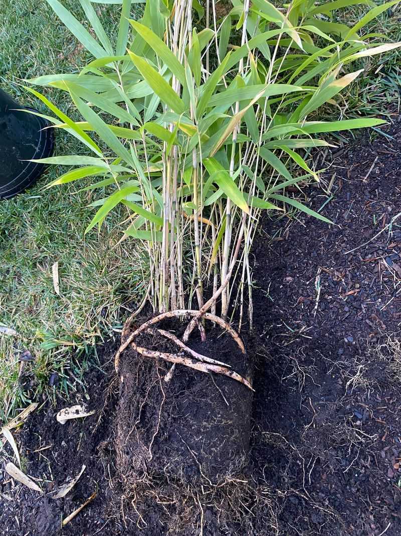 Bamboo Running Wild Everywhere