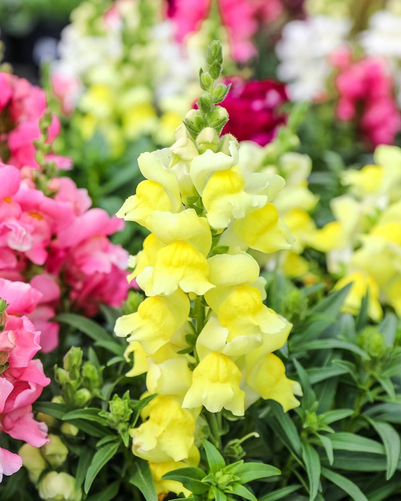 Snapdragons