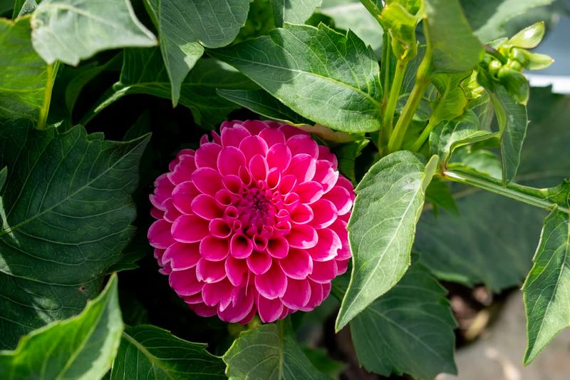 Double Dahlias