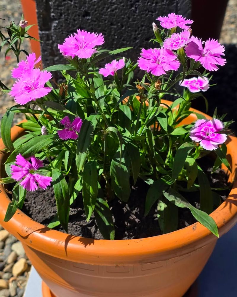 Dianthus