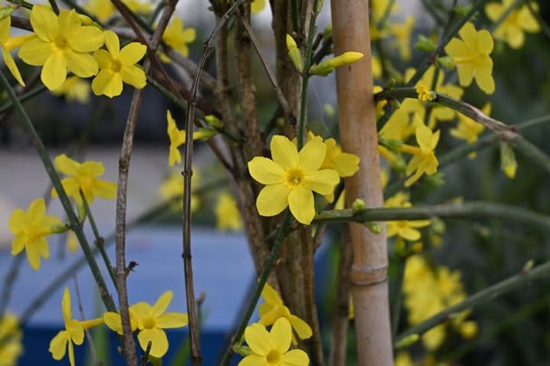 Winter Jasmine