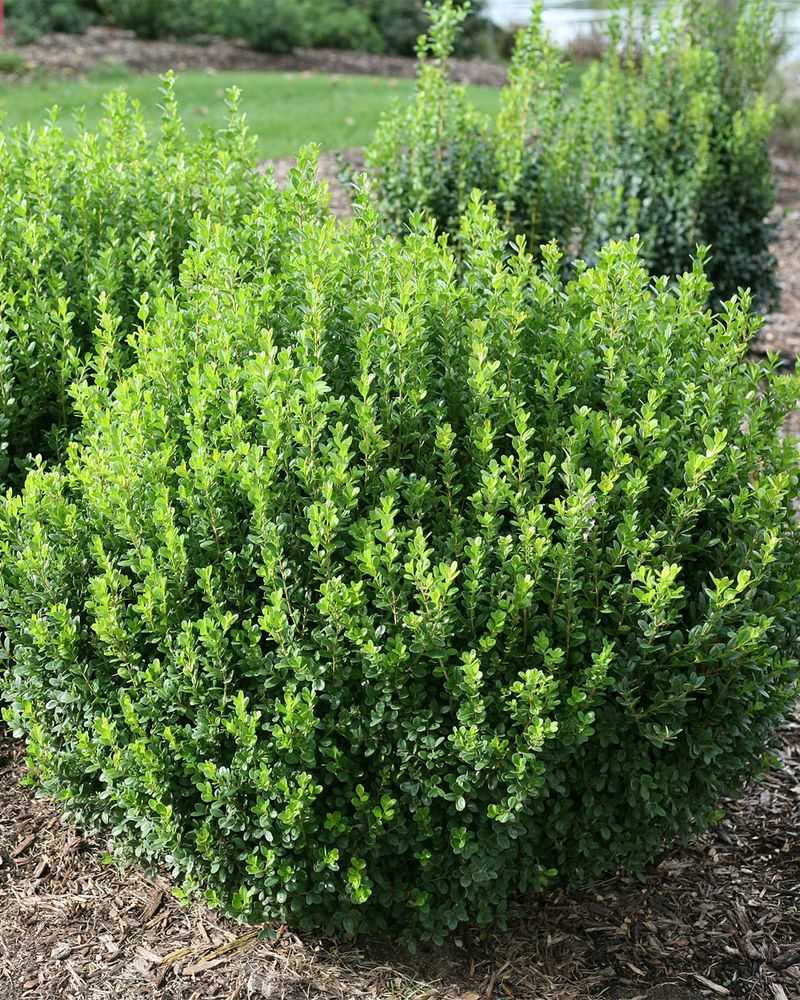 Boxwood Shrubs