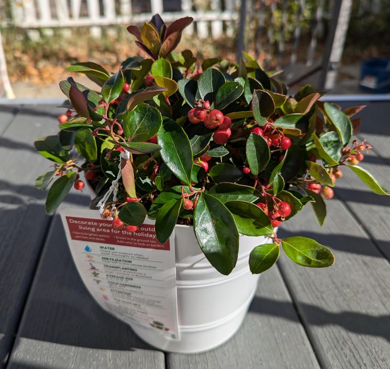 Wintergreen (Gaultheria procumbens)