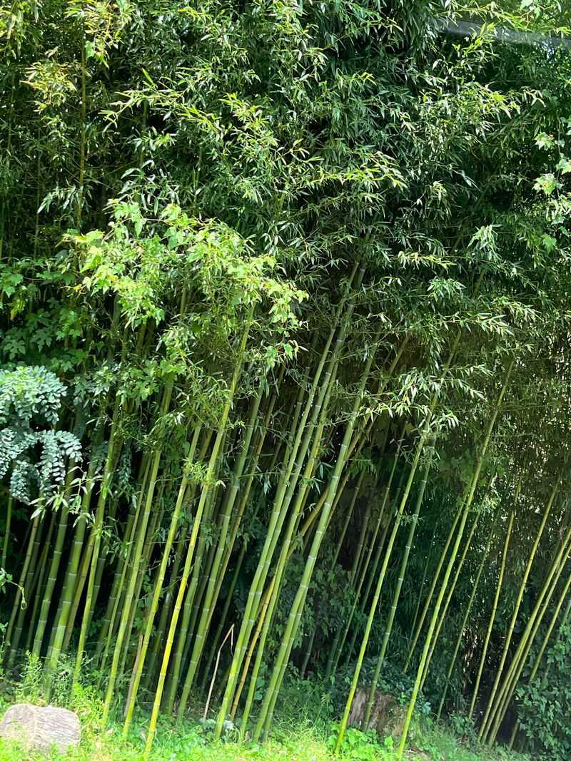 Certain Bamboo Varieties