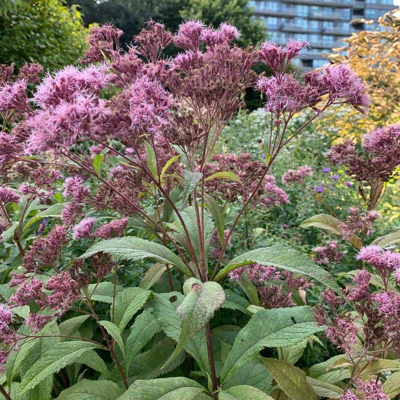 Non-Native Plant Species