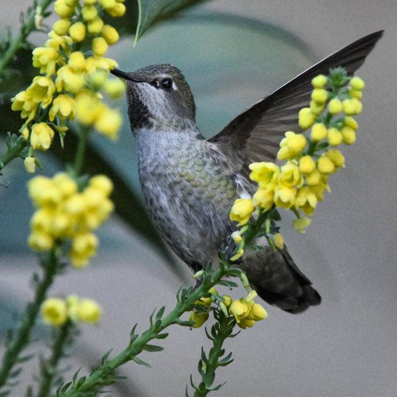 Oregon Grape (Mahonia aquifolium)