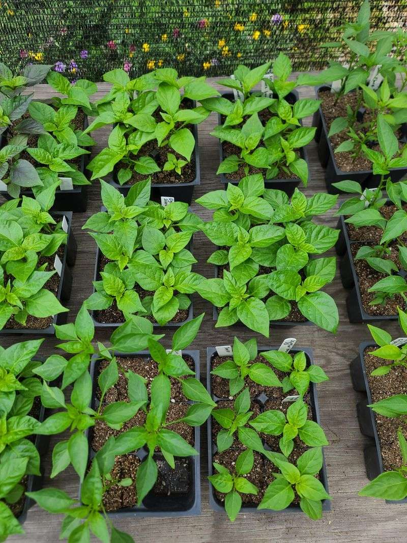 When Florida Gardeners Should Transplant Seedlings Outdoors
