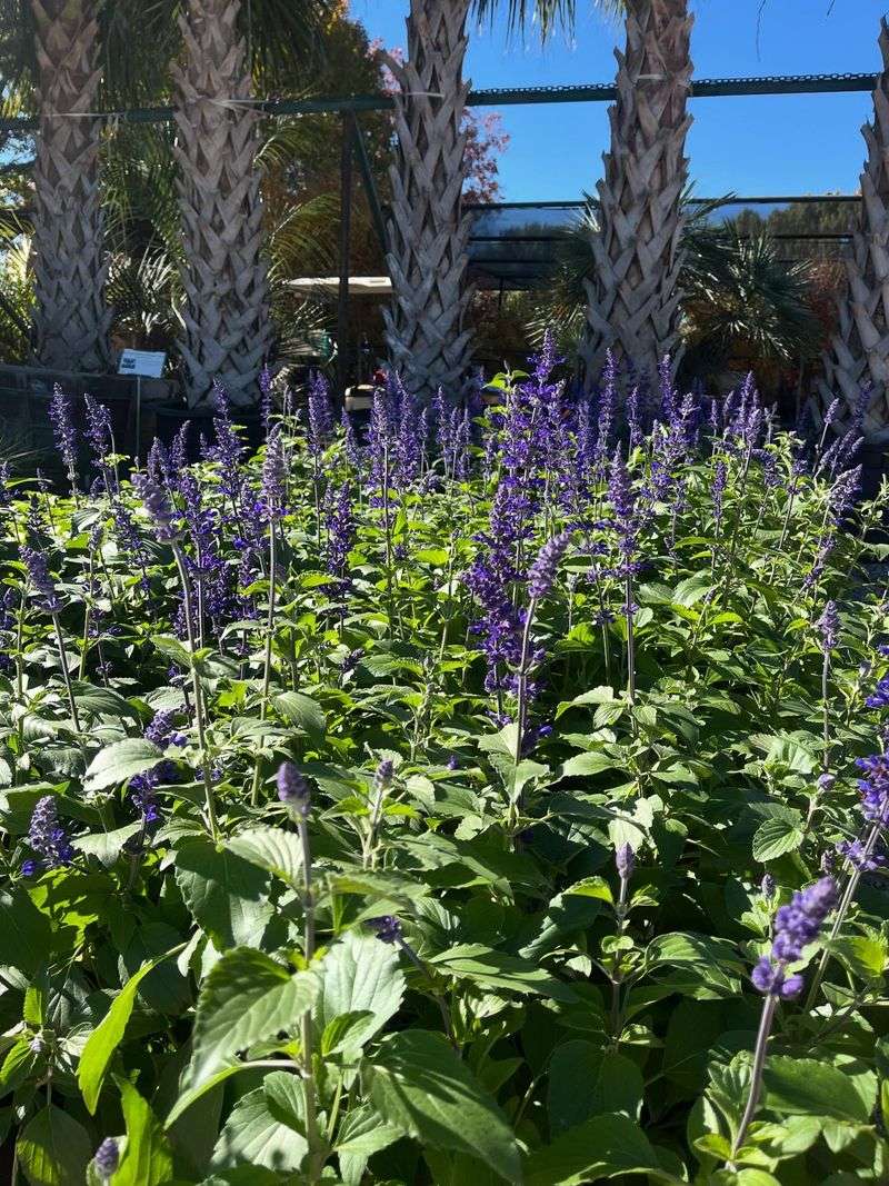Heat-Tolerant Perennials Replacing Seasonal Color