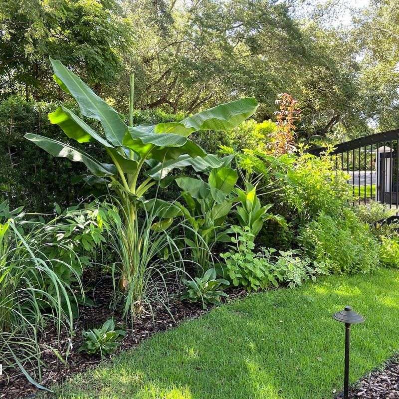 Low-Maintenance Tropical Edibles