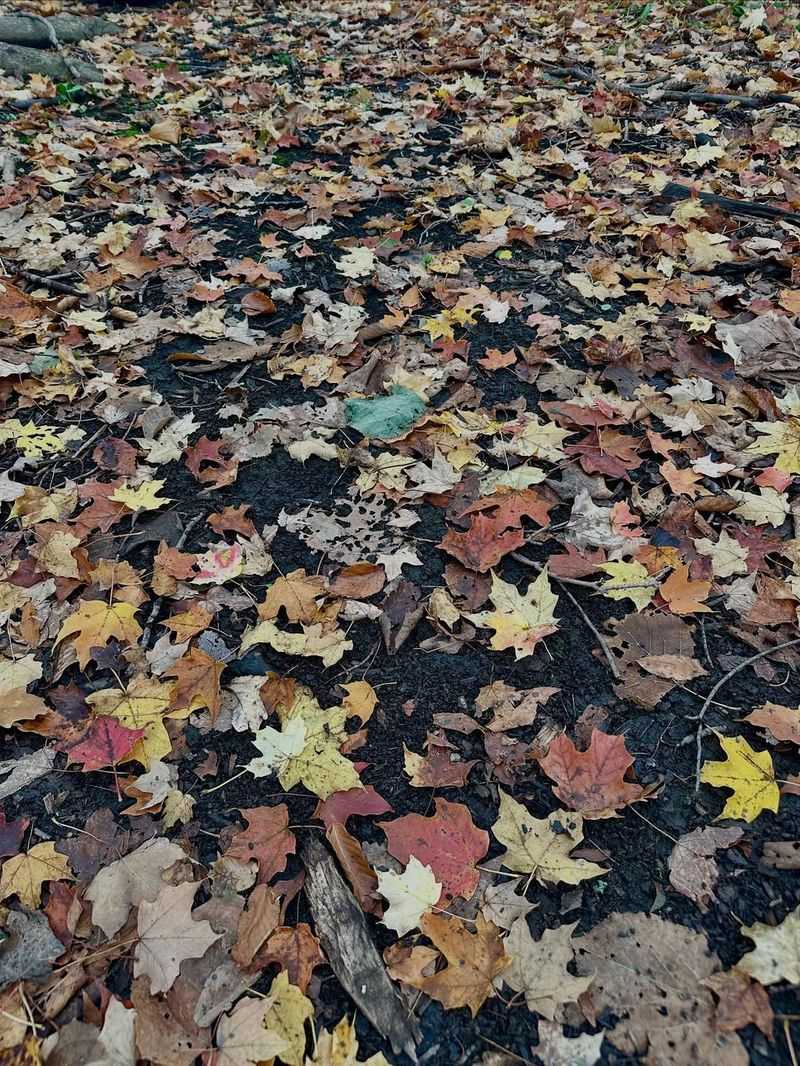 Raking Away All Fallen Leaves