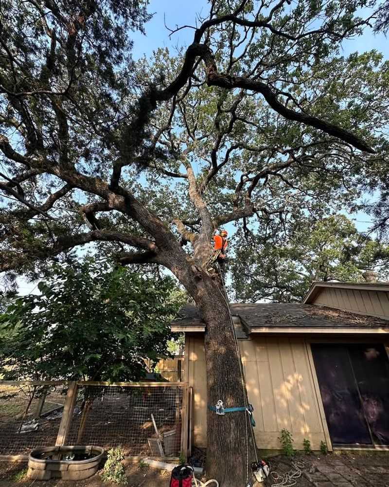 Planting Large Trees Too Close To Homes