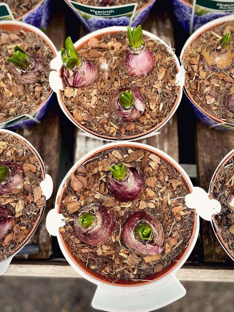 Forgetting Winter Mulch Protection Layers