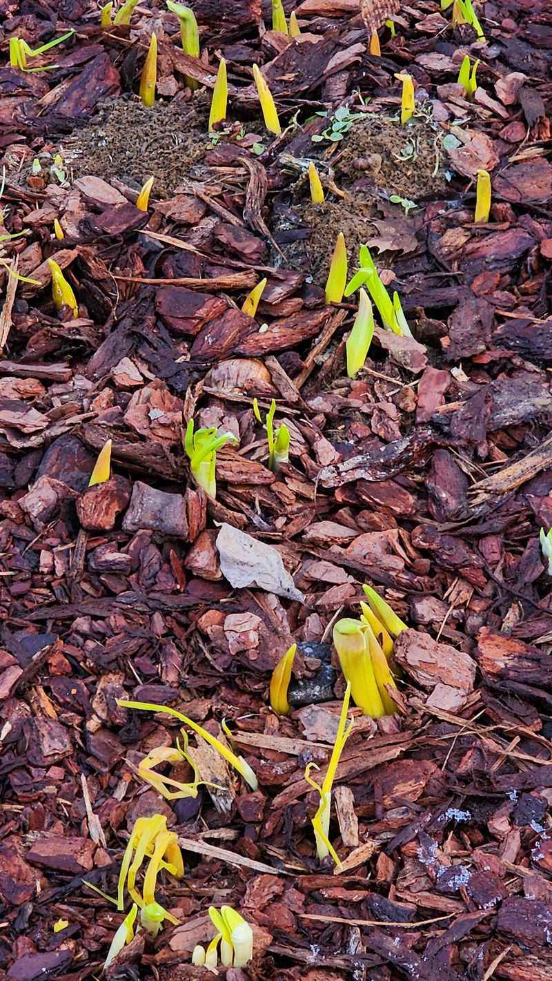 Forgetting Winter Mulch
