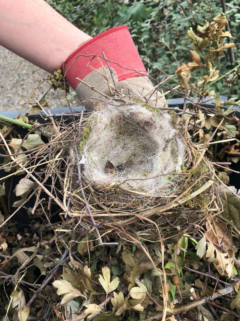 Old Bird Nests And Animal Debris