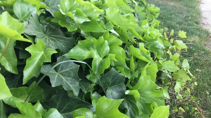 English Ivy Ground Cover